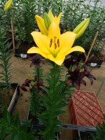 [5651 VZ H07 5520-04 Cavalia No01.JPG]